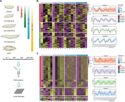 Distinct and Coordinated Regulation of Small Non-coding RNAs by E2f1 and p53 During Drosophila Development and in Response to DNA Damage